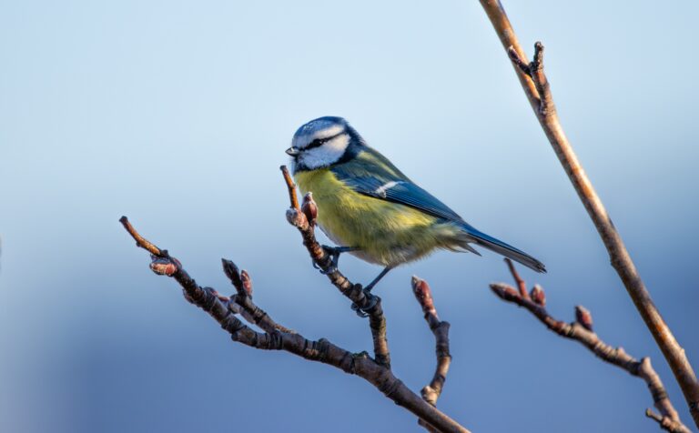 À la découverte de la mésange bleue