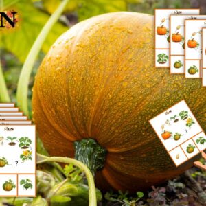 Cartes à pince : le cycle de vie de la citrouille