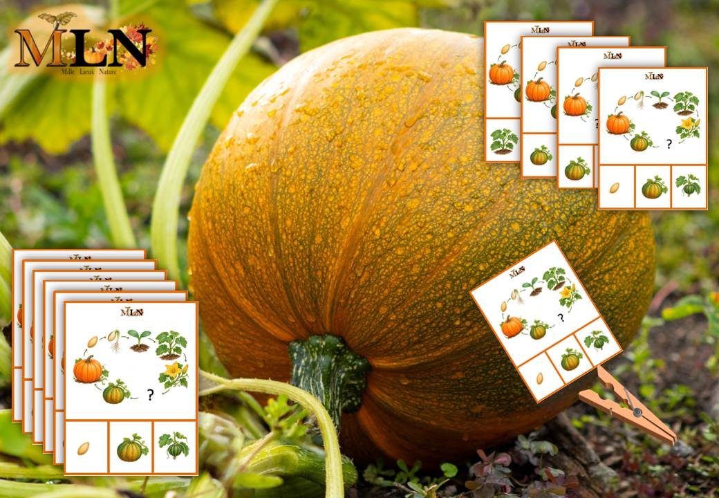 Cartes à pince : le cycle de vie de la citrouille