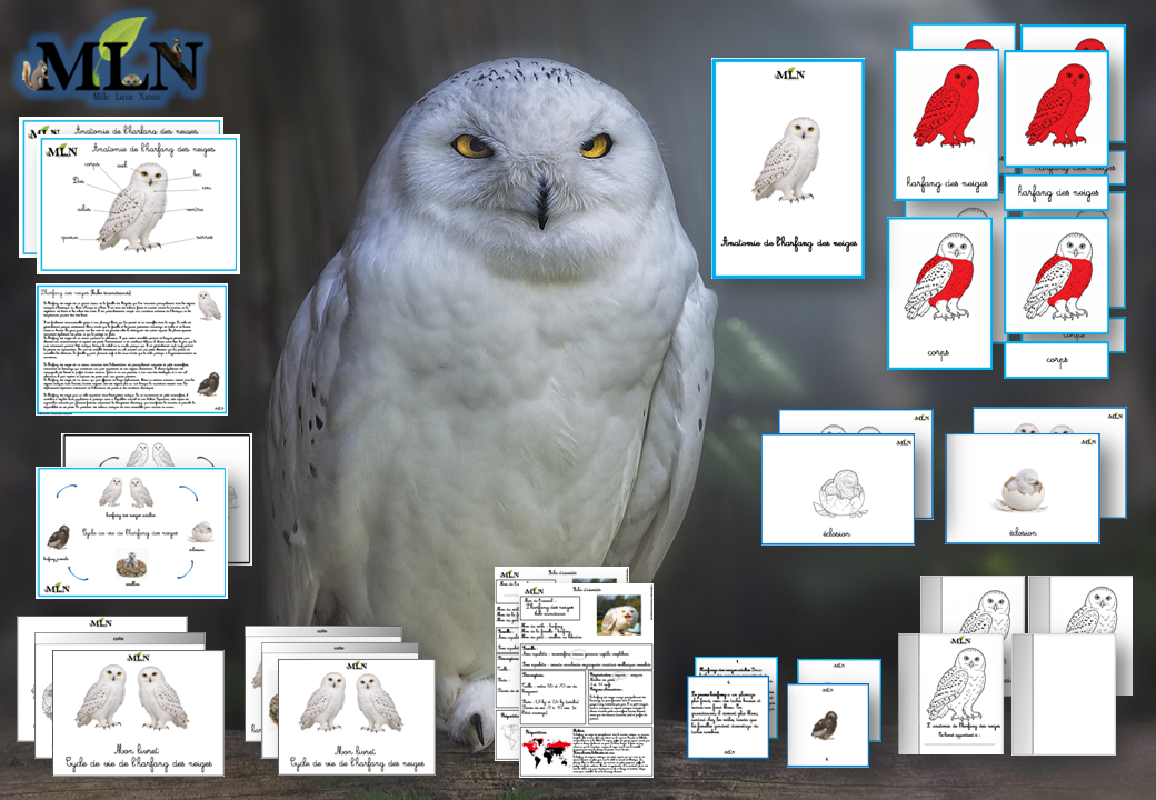 Dossier Harfang des neiges cursif