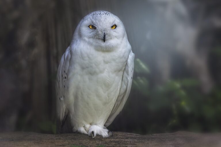 À la découverte de l&rsquo;harfang des neiges