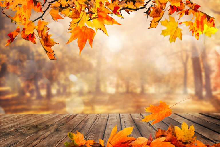 Découvrir les arbres aux plus belles couleurs de l’automne